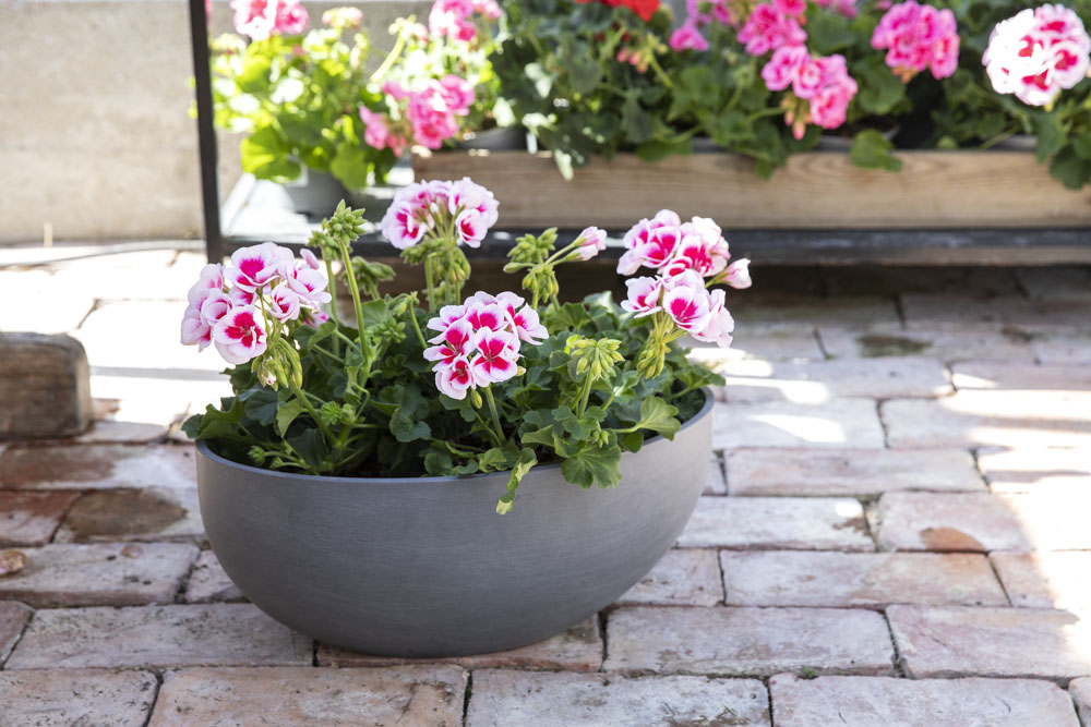 Pelargonia