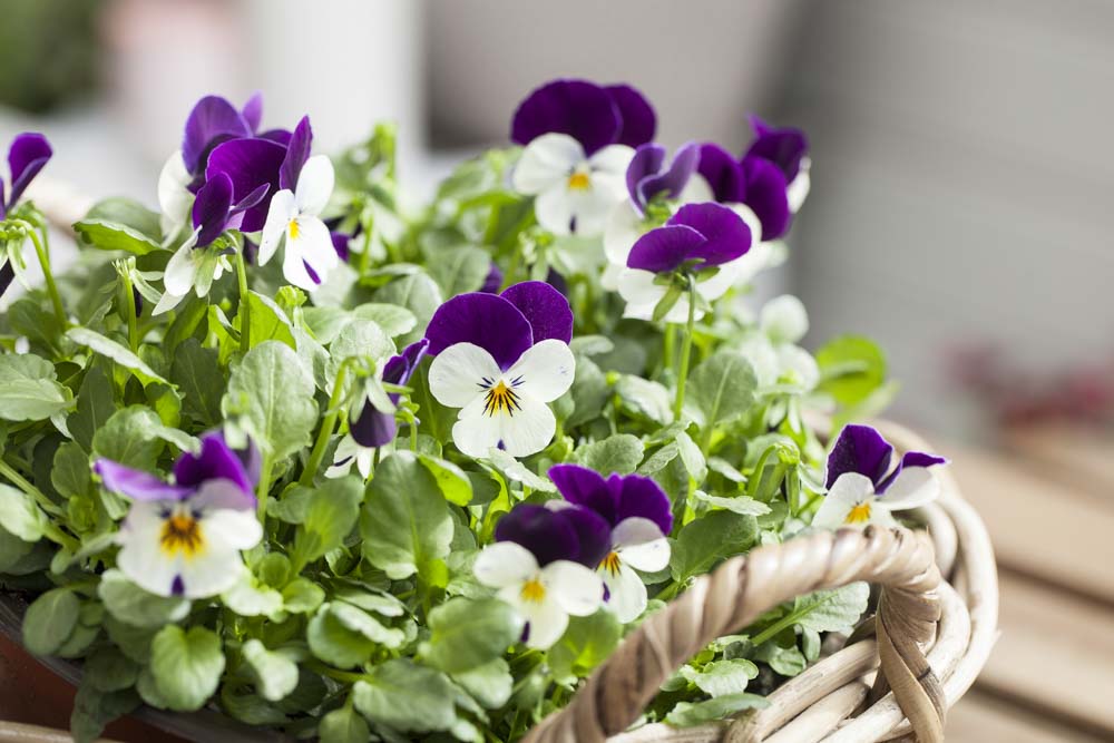 Viola i ecopots