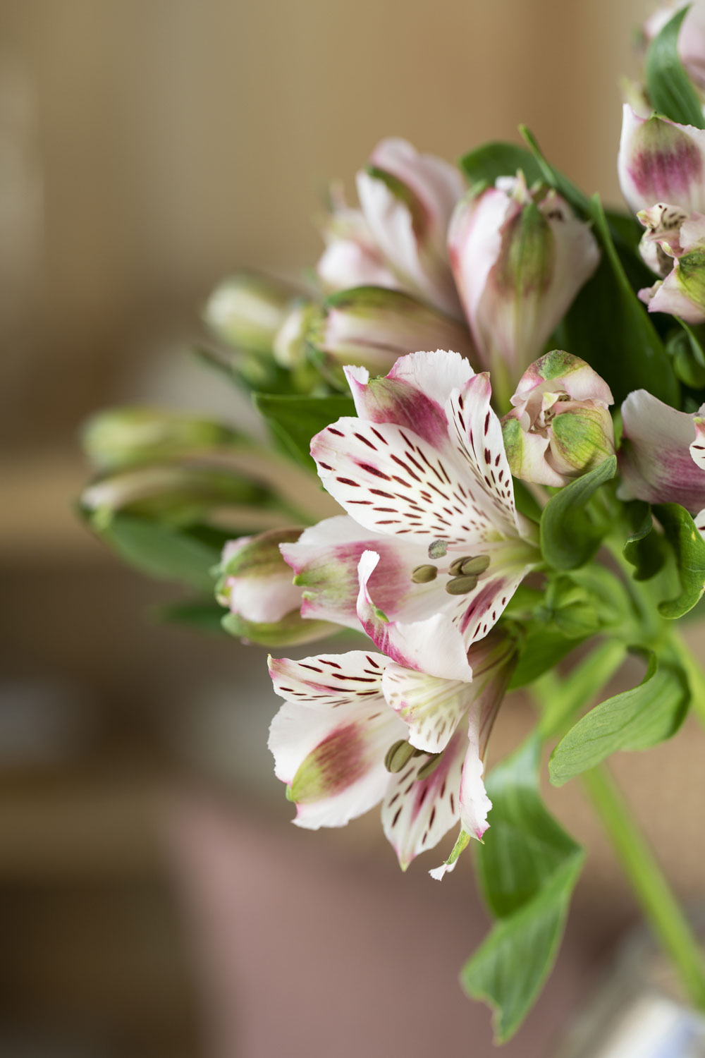 Alstroemeria