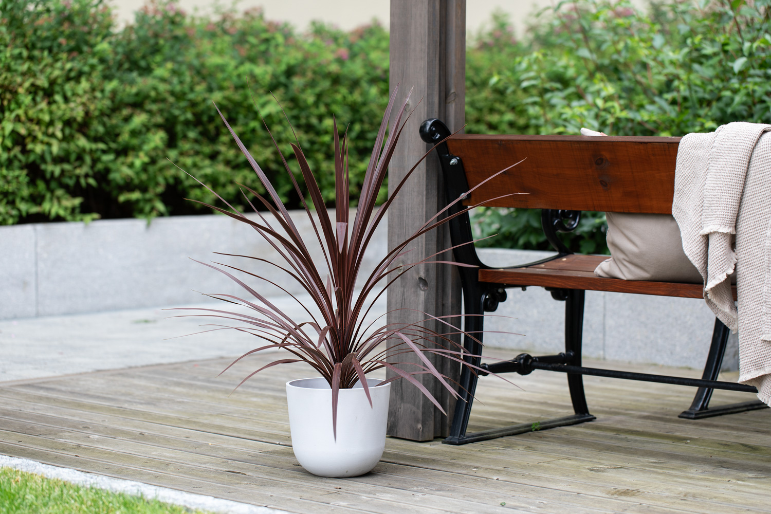 Cordyline