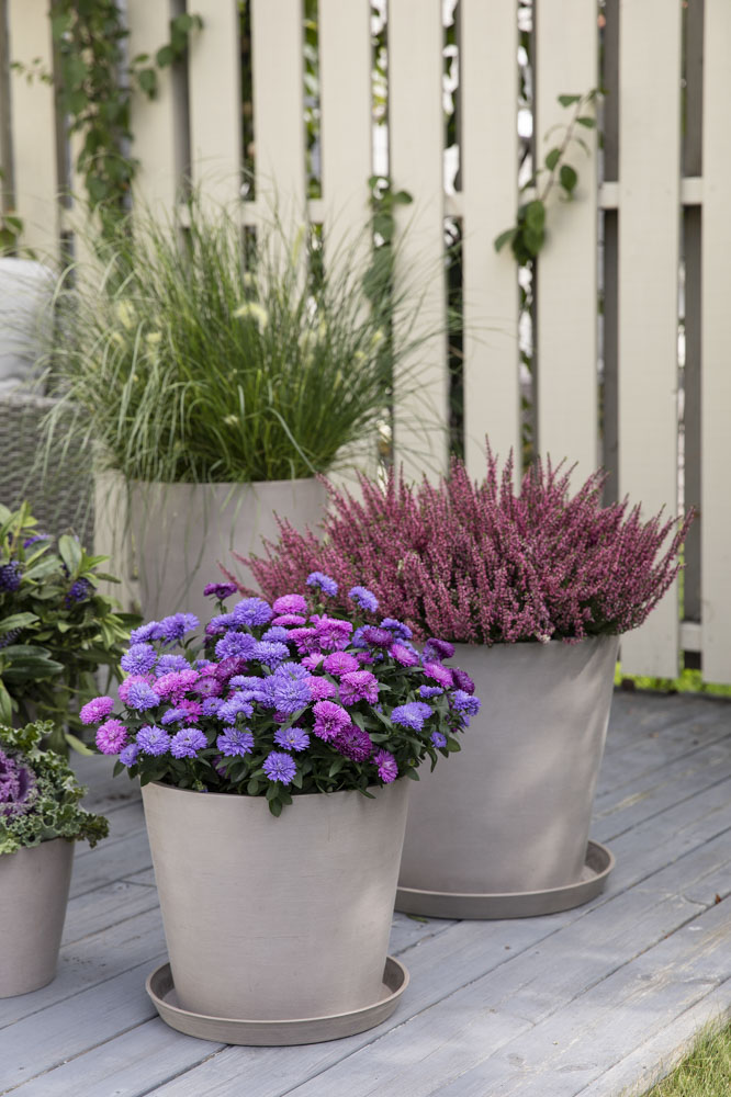 Asters