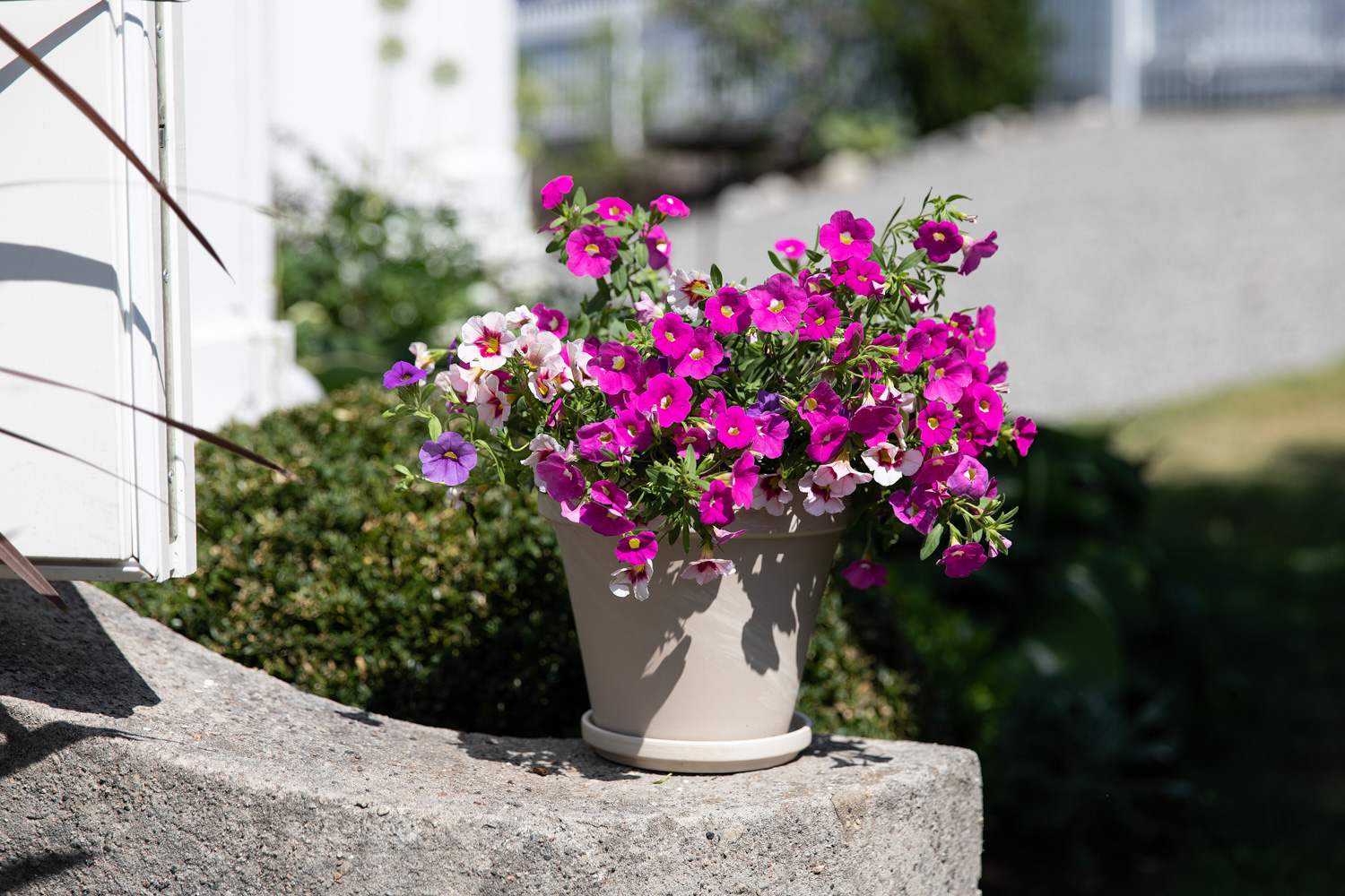 Carillion sm&aring;blomstret petunia