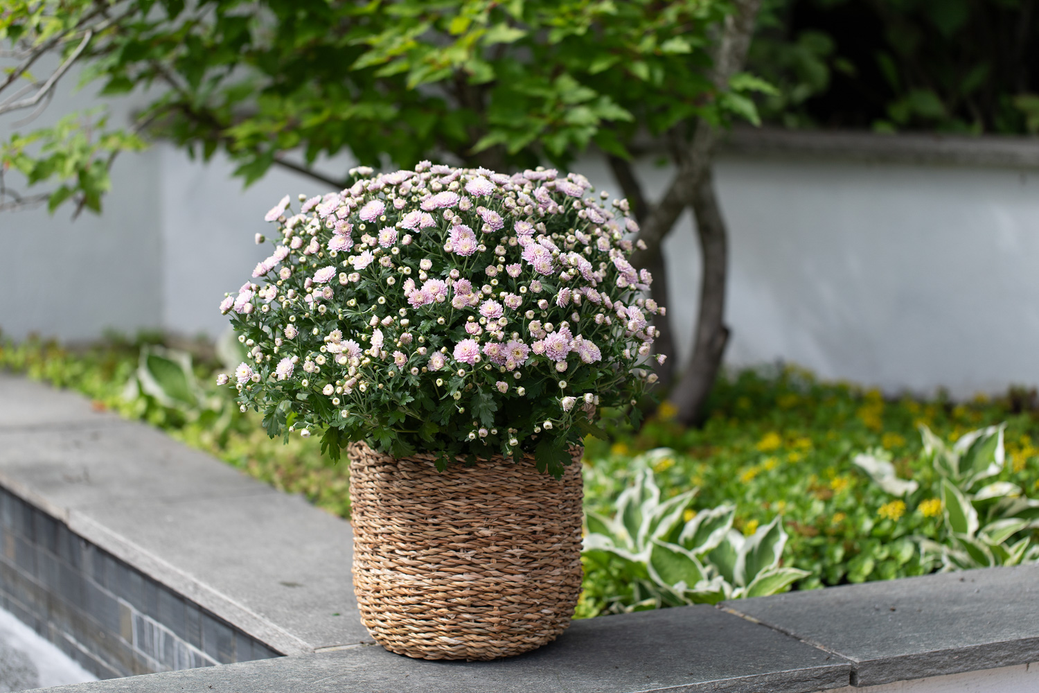 Frilandskrysantemum
