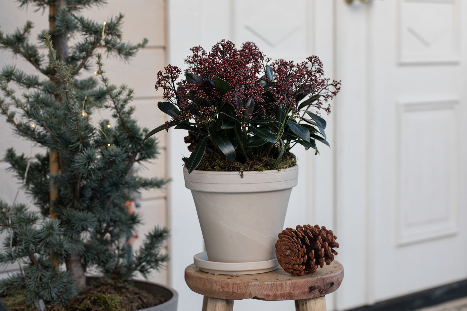 Skimmia i inngangspartiet