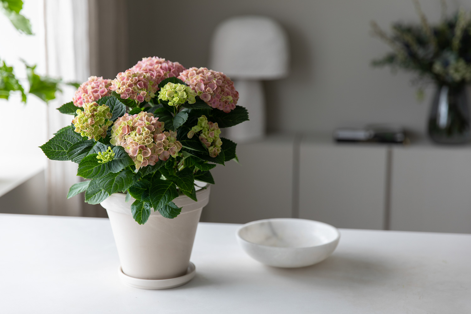 Hortensia 'Magical'