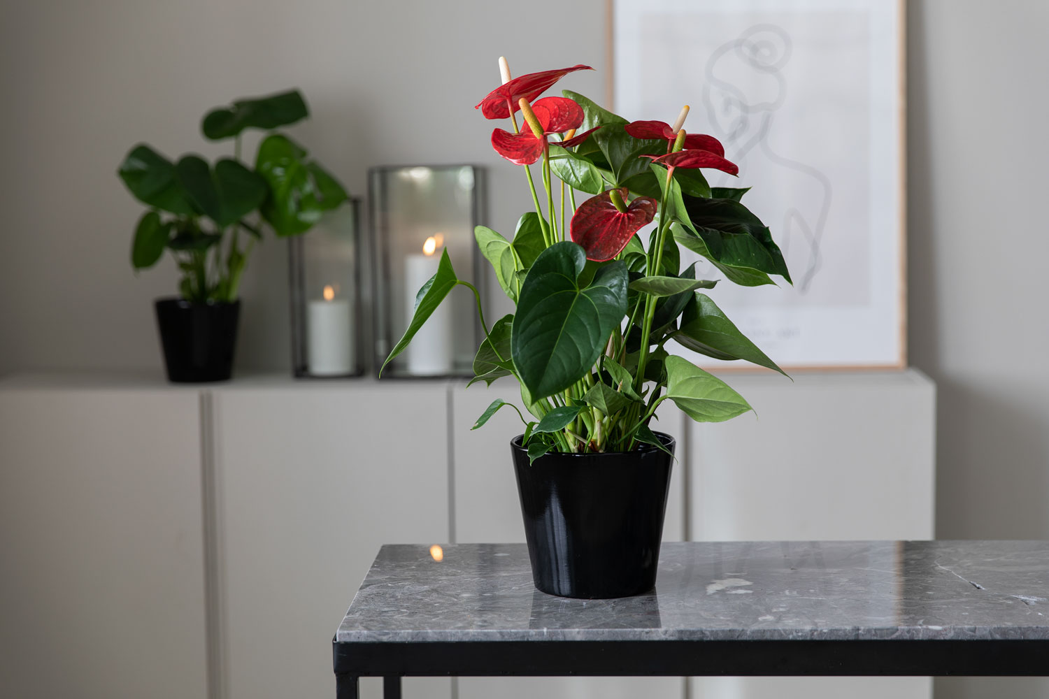 Anthurium 
