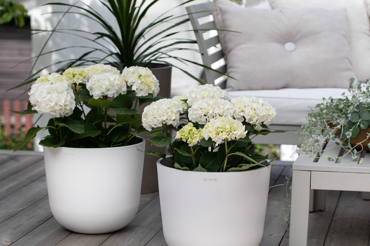 Hvit hortensia