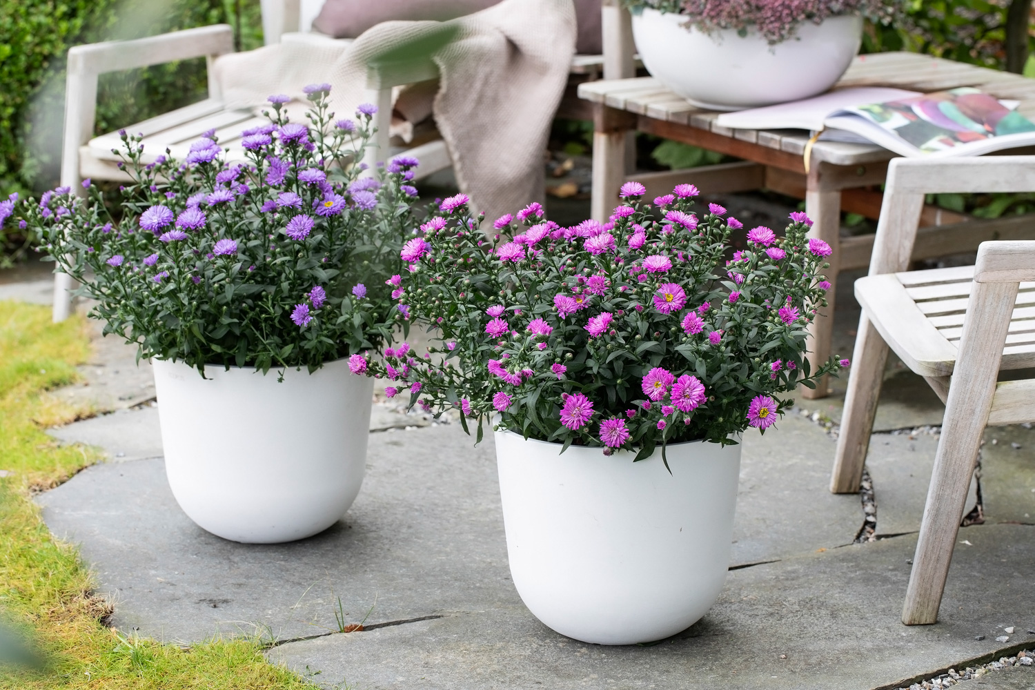 Asters h&oslash;stblomst